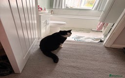 Mixed Breed cats for sale: Cat for sale aged 2.5 years old - Image 2