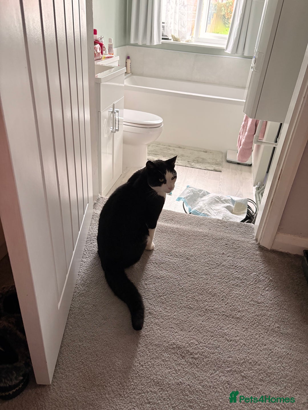 Mixed Breed cats for sale: Cat for sale aged 2.5 years old - Image 2