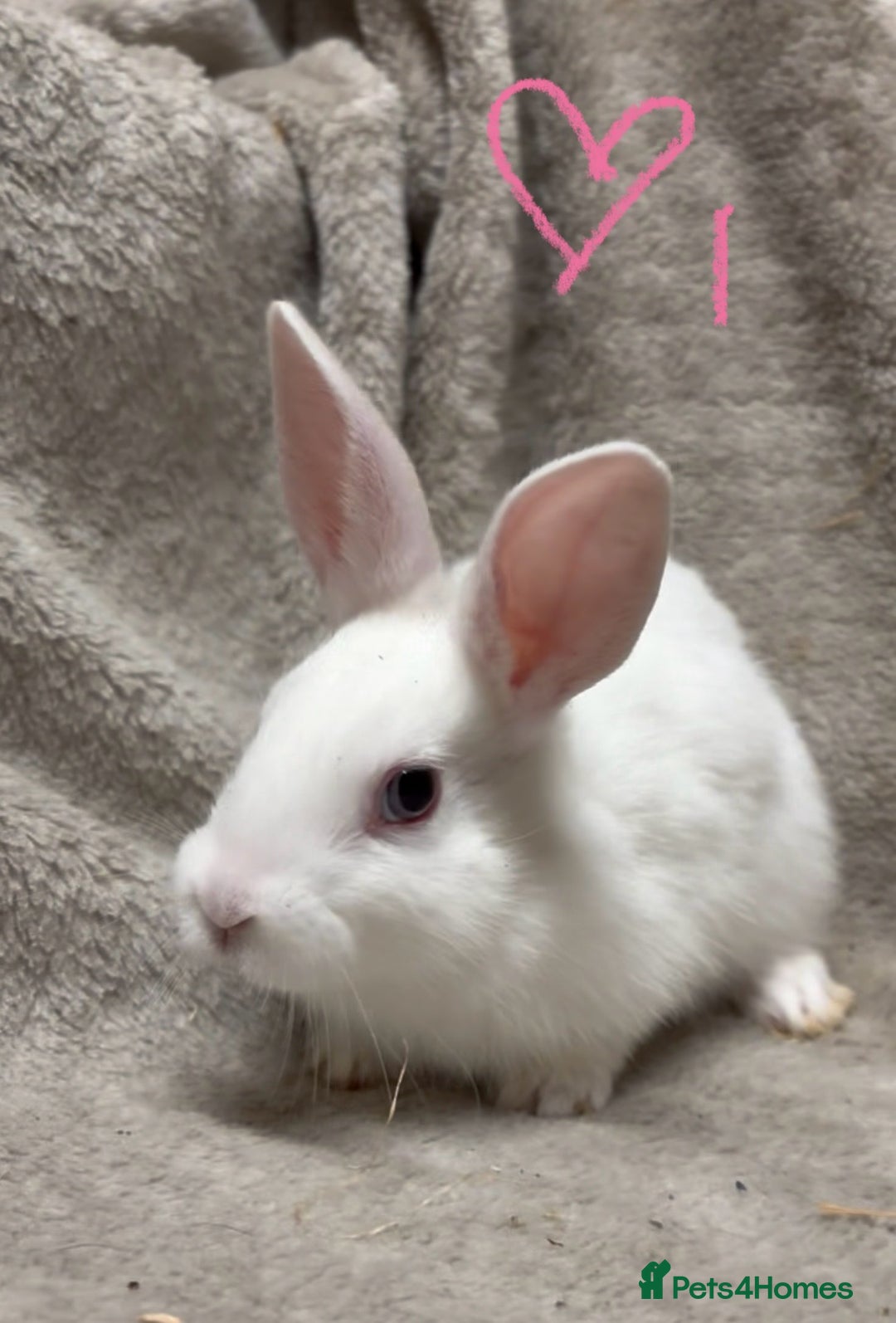 Mixed Breed rabbits for sale: 4 Beautiful baby mix breed bunnies  - Advert 9