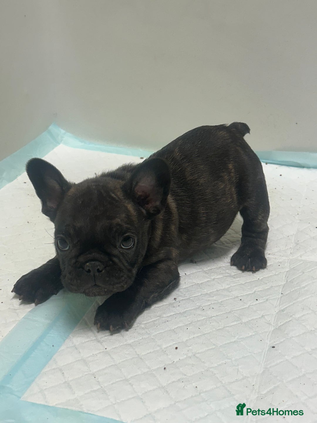 French Bulldog dogs for sale: KC Frenchies  - Advert 5