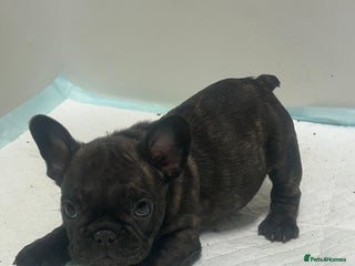 French Bulldog dogs KC Frenchies - Advert 10