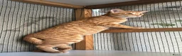 Arabian Mau cats for adoption: Two Male Rescue Cats for Adoption Together - Advert 4