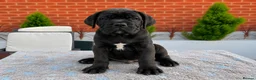 Cane Corso dogs for sale: 🐾 European Champion Bloodline Cane Corso Puppies - Advert 1