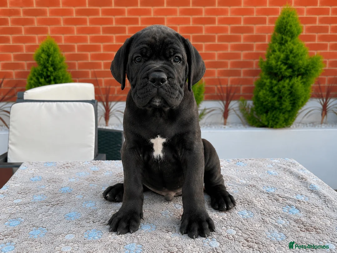 Cane Corso dogs for sale: 🐾 European Champion Bloodline Cane Corso Puppies - Advert 1