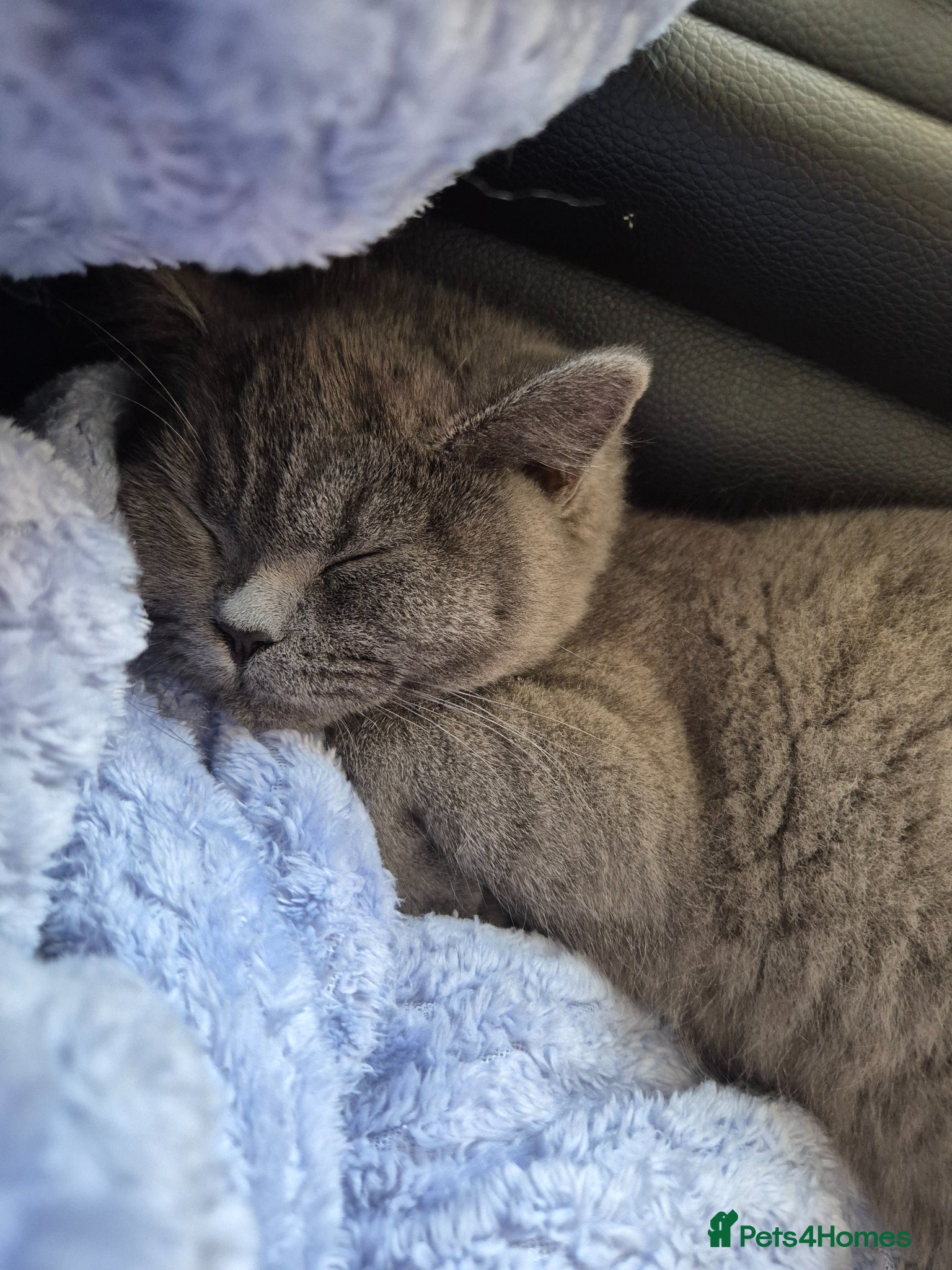 British Shorthair cats Female british short hair - Advert 3