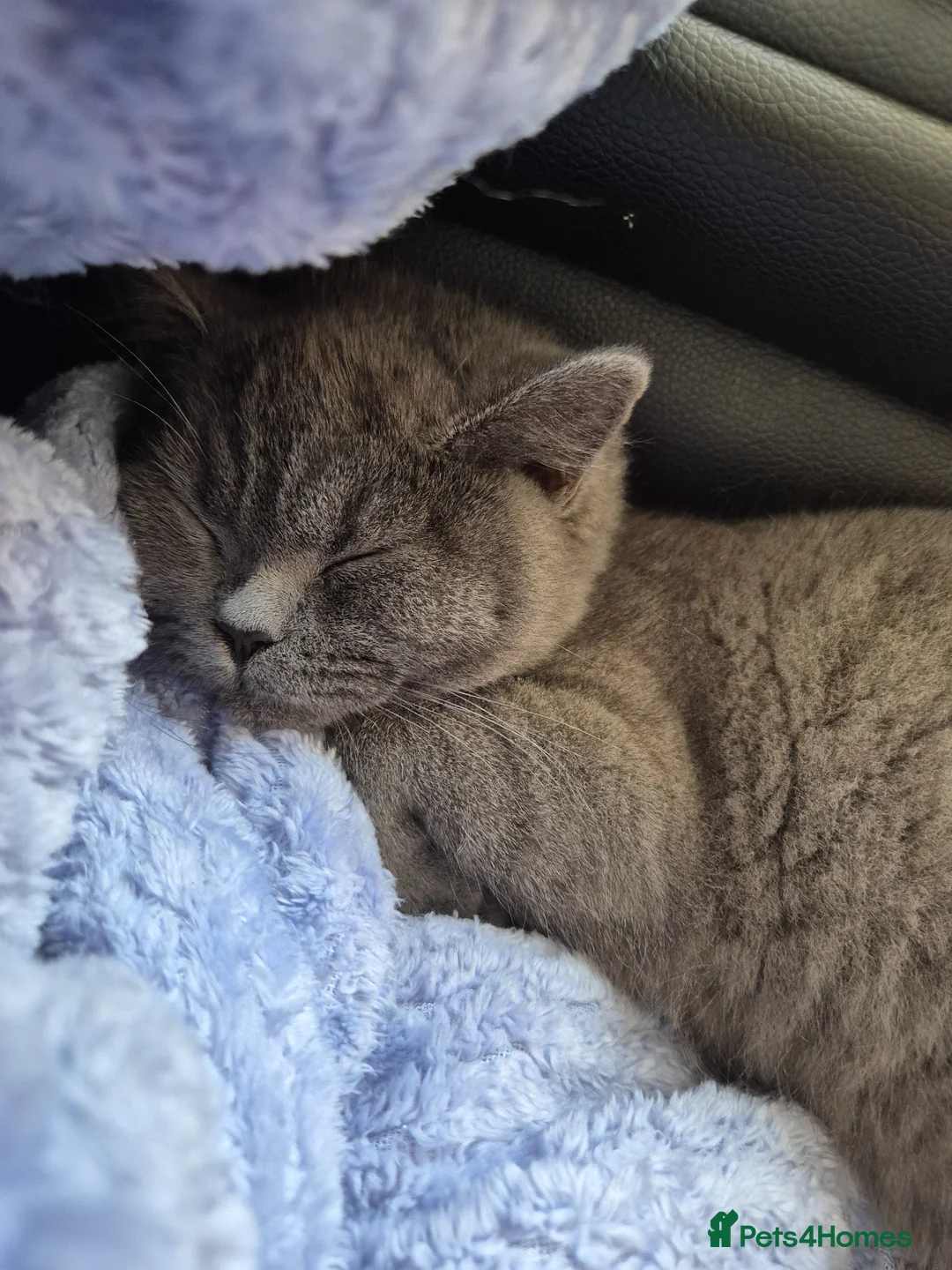 British Shorthair cats for sale: Female british short hair - Advert 1