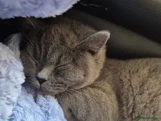 British Shorthair cats Female british short hair - Advert 1