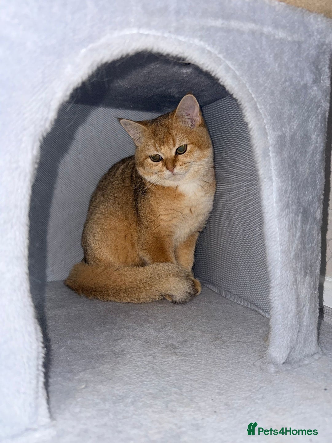 British Shorthair cats for sale: British shorthair 2 kittens - Advert 10