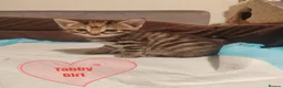 Mixed Breed cats for sale: Adorable kittens are looking for lovely home  - Advert 6