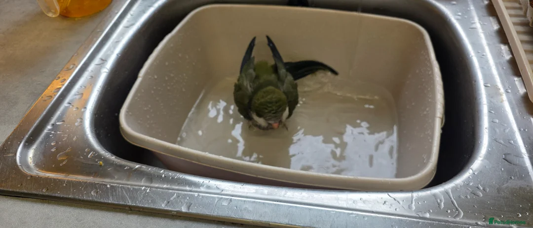 Parakeets birds for sale: Green quaker looking for forever home - Advert 3