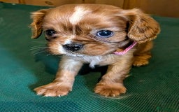 Cavalier King Charles Spaniel dogs for sale: Stunning Deep Ruby Cavalier king Charles puppies  - Image 10