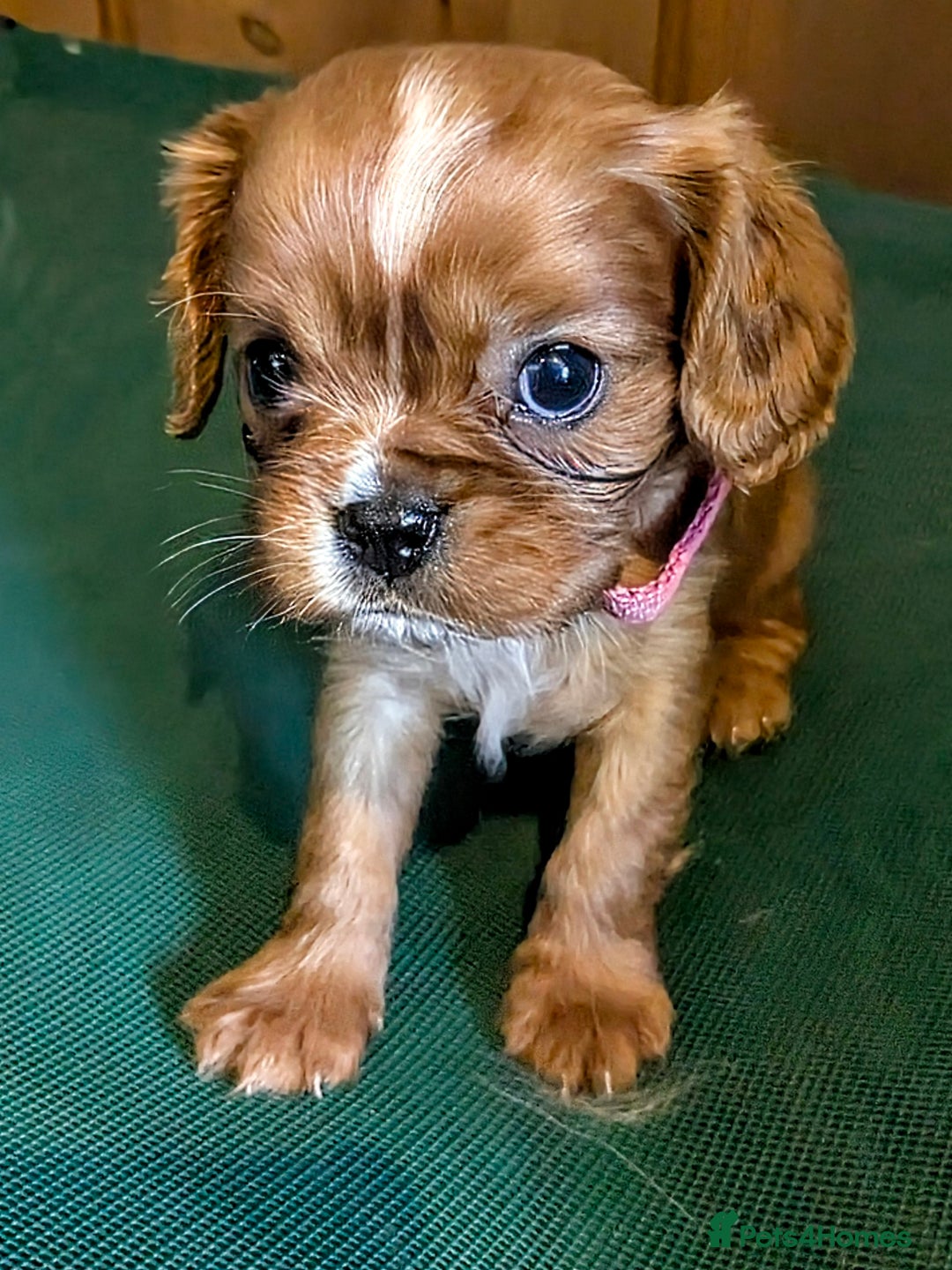 Cavalier King Charles Spaniel dogs for sale: Stunning Deep Ruby Cavalier king Charles puppies  - Image 10