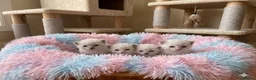 Ragdoll cats for sale: ✨ Beautiful Ragdoll Kittens – Ready Now ✨ - Advert 13