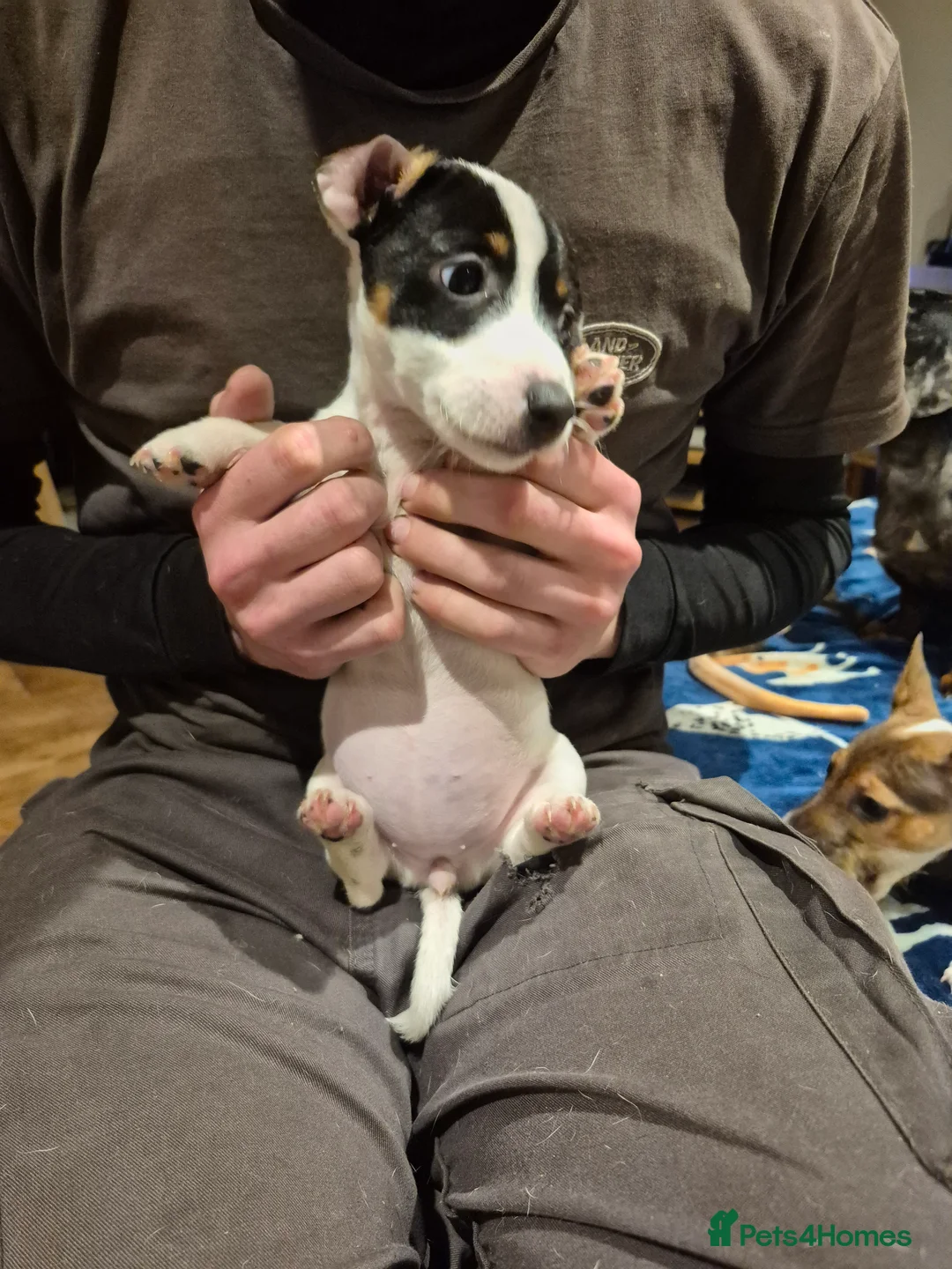 Jack Russell dogs for sale: Jack russell pups for sale - Advert 2