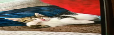 Mixed Breed Kitten 1