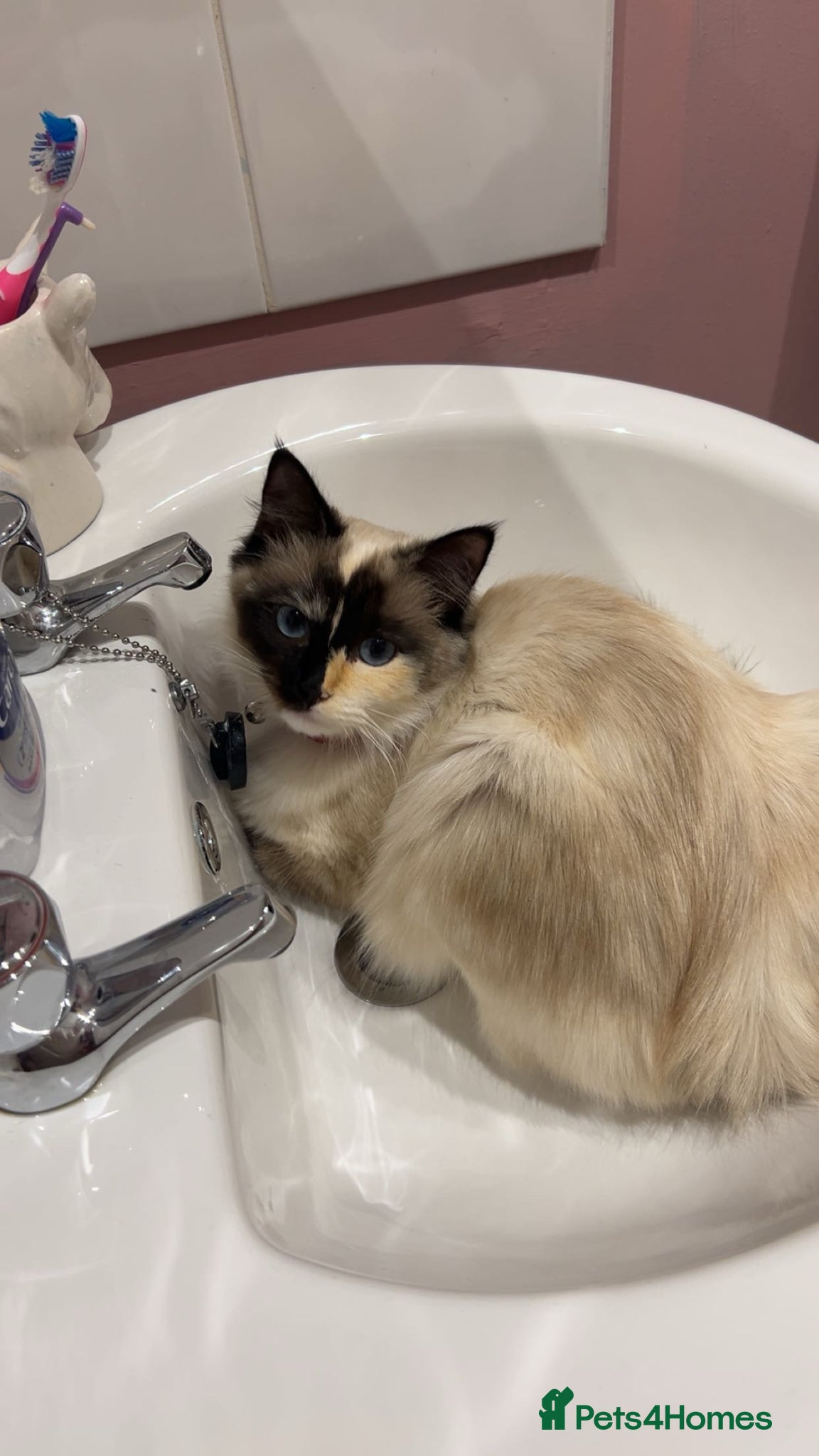 Ragdoll cats Beautiful female Ragdoll - Advert 3