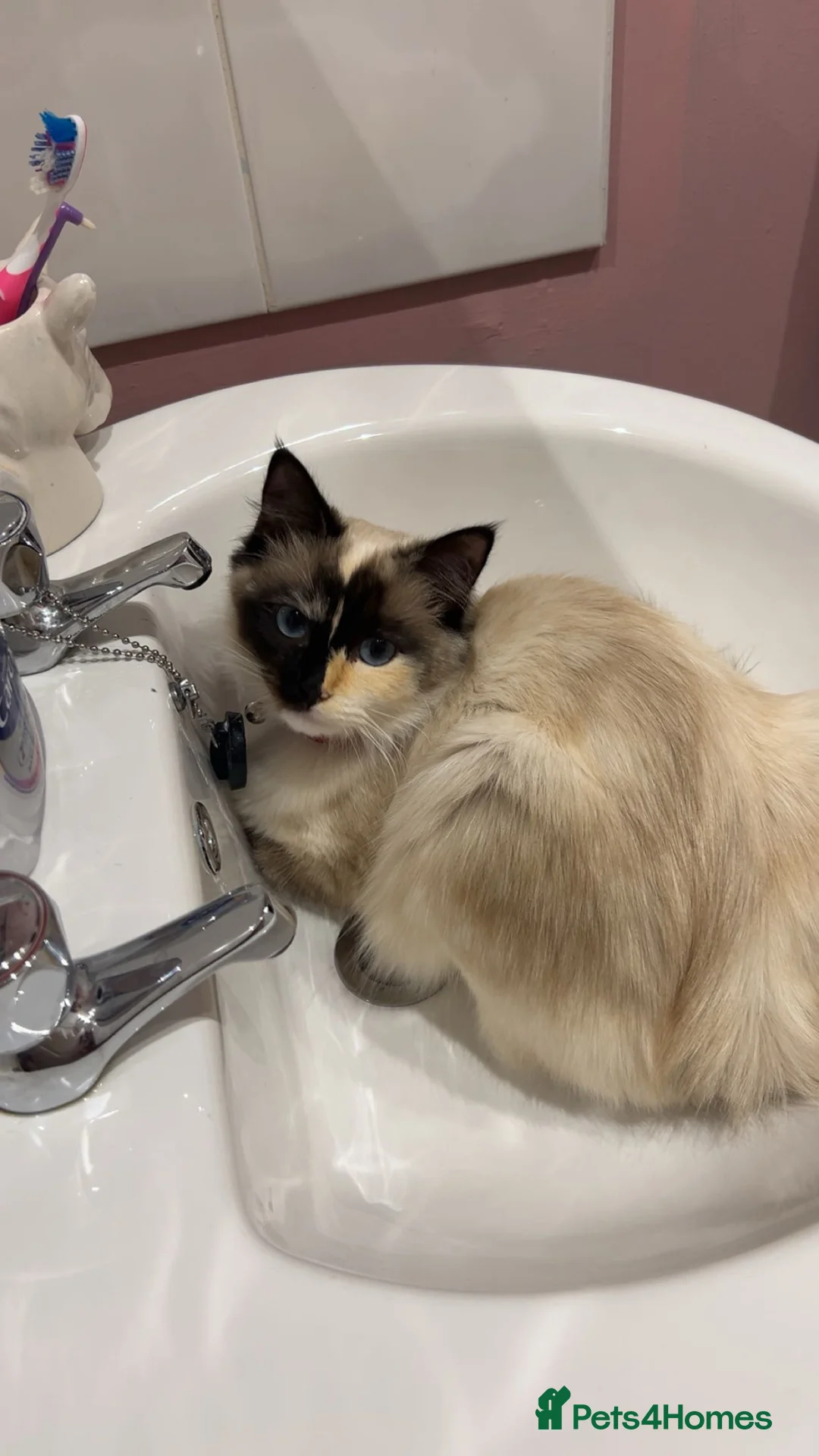 Ragdoll cats for sale: Beautiful female Ragdoll in Leicester - Advert 1