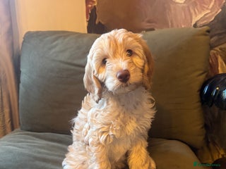 Cockapoo dogs Cockapoo pups ready 24th Dec healthtested parents - Advert 10