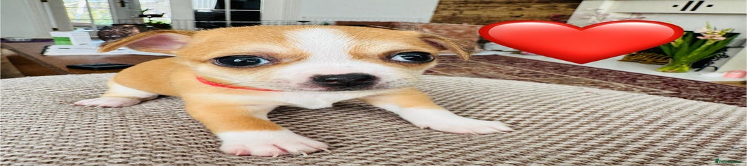 Chihuahua Puppy Red