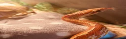 Corn Snake reptiles for sale: Corn snake and tank - Advert 2