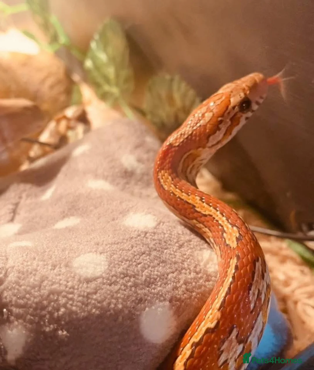 Corn Snake reptiles for sale: Corn snake and tank - Advert 2