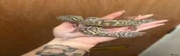 Leopard Gecko reptiles for sale: Mixed Morph Leopard Geckos For Sale - Advert 10