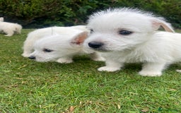 West Highland Terrier dogs for sale: West highland terriers - Image 8