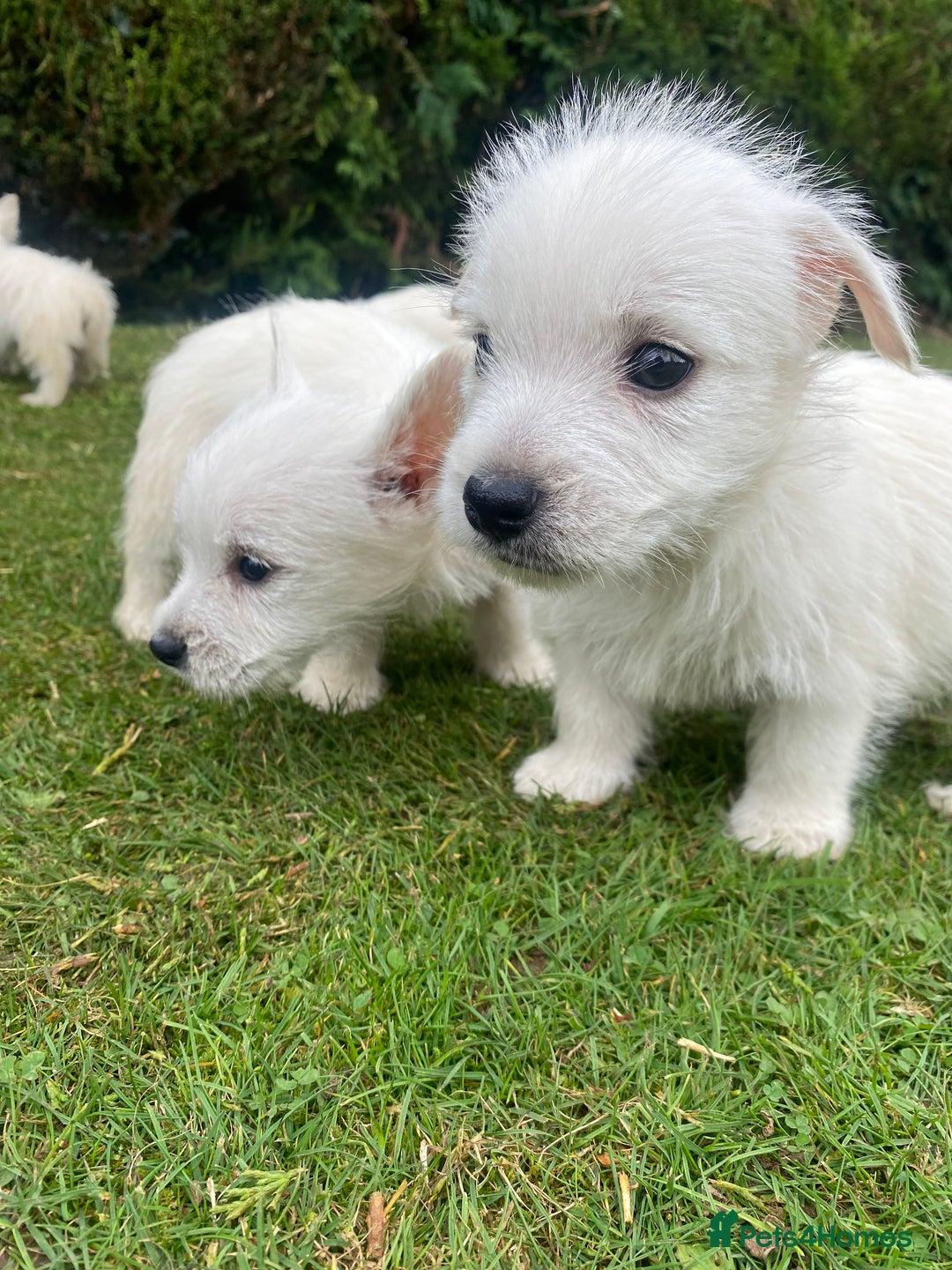 West Highland Terrier dogs for sale: West highland terriers - Image 8