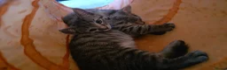 Mixed Breed cats for sale: Kittens ready for new homes - Advert 11