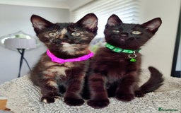 Mixed Breed cats for sale: Norwegian x pixiebob kittens mix available  - Image 18