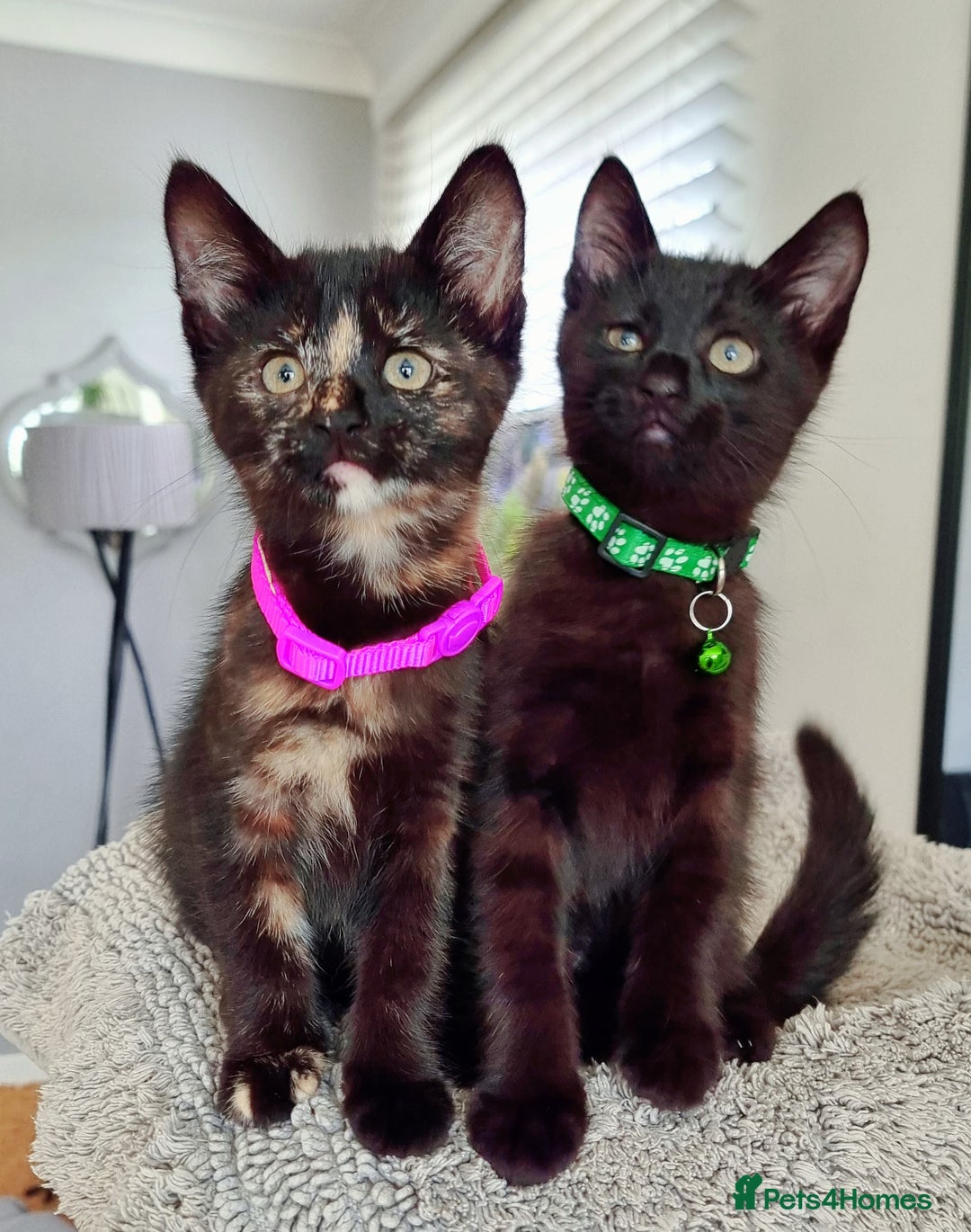 Mixed Breed cats for sale: Norwegian x pixiebob kittens mix available  - Image 18