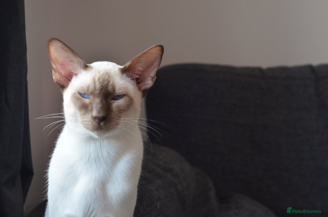 Siamese cats for stud: GORGEOUS WEDGEHEAD TYPE SIAMESE STUD - Image 11