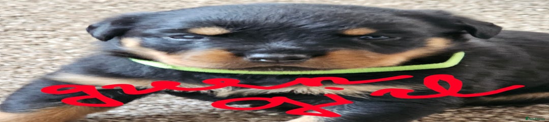 Rottweiler Puppy 4