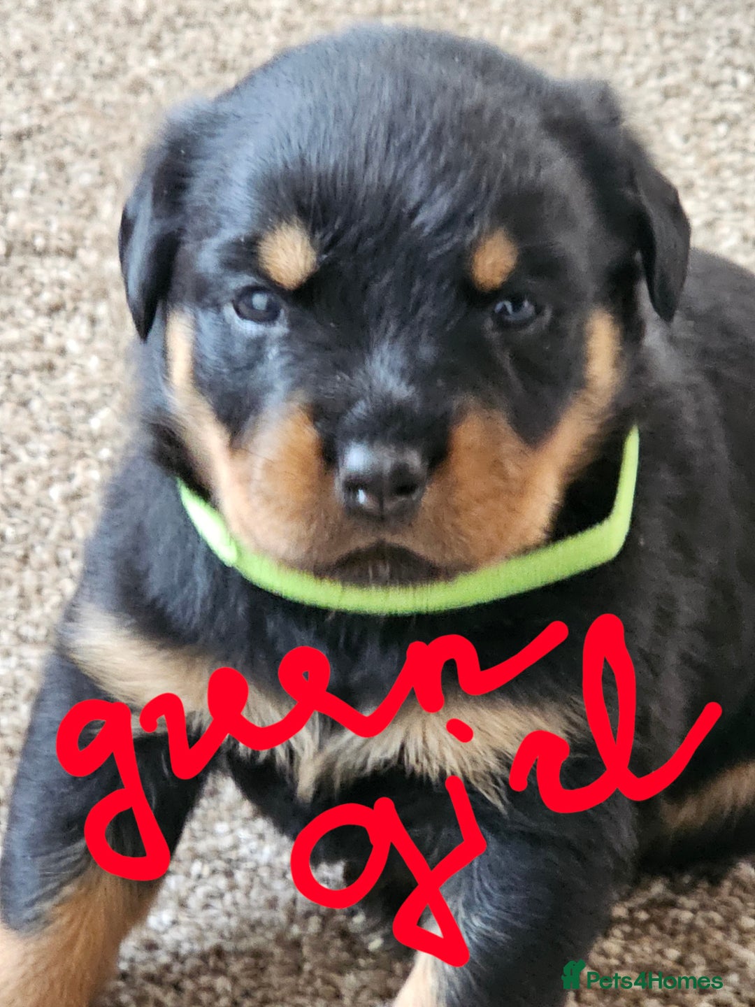 Rottweiler dogs for sale: Pure breed Rottweiler  - Image 9