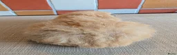 Guinea Pig rodents for sale: Gorgeous alpaca boys looking for their 5* home - Advert 4