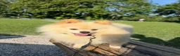 Pomeranian dogs for sale: Gorgeous Pomeranian  - Advert 7