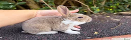Rex rabbits for sale: 3 x stunning mini rex babies for reserve  - Advert 6