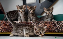 Bengal cats for sale: Gorgeous kittens, Wild-Patterned, Stunning Looks - Image 1