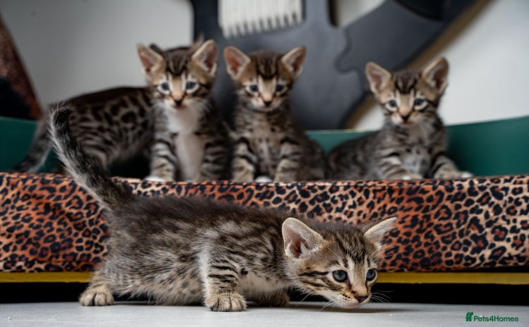 Bengal cats - Advert 12