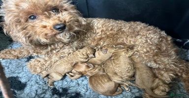 Cavapoo dogs in Brough - Advert 7