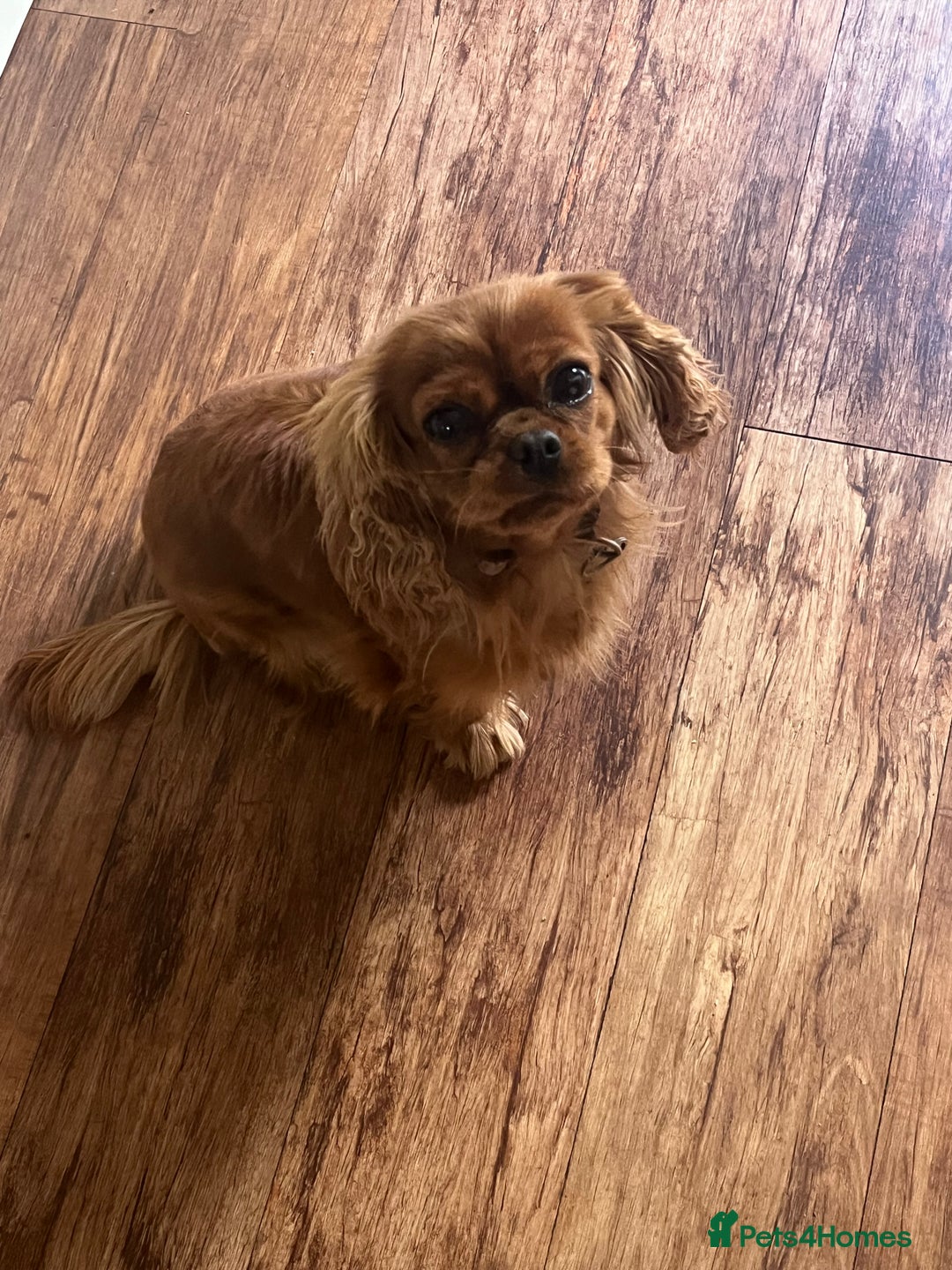 Cavalier King Charles Spaniel dogs for sale: Pure pedigree kc registered ruby cavaliers - Advert 3