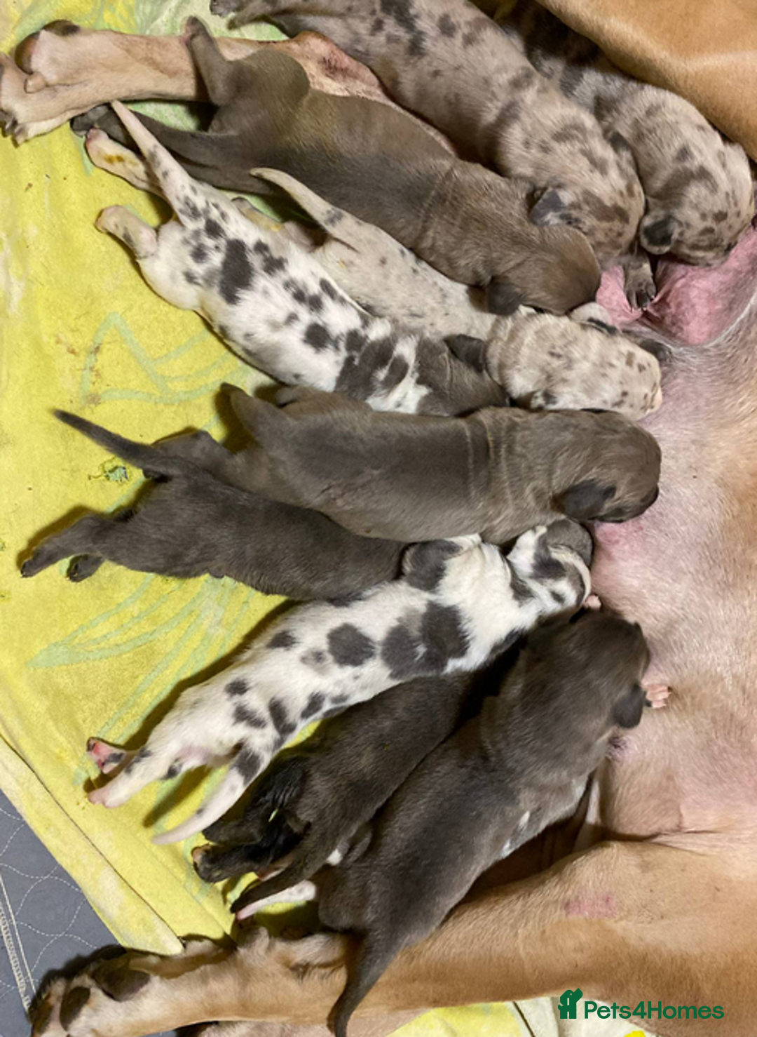 Great Dane dogs for sale: Blenheim Great Dane available - Image 1