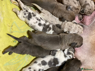 Great Dane dogs for sale - Advert 1