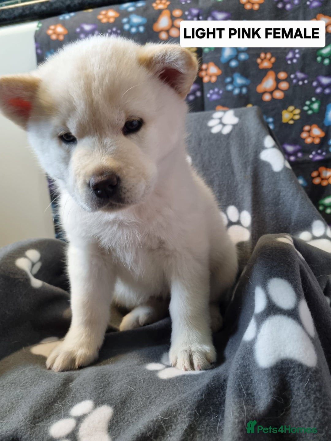 Mixed Breed dogs for sale: Chowsky pups - Image 2