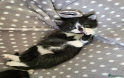 British Longhair cats for sale: 2 gorgeous kittens avaliable  - Image 8