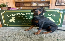 Dobermann dogs for sale: Dobermann puppies Champion bloodline, kc reg - Image 3