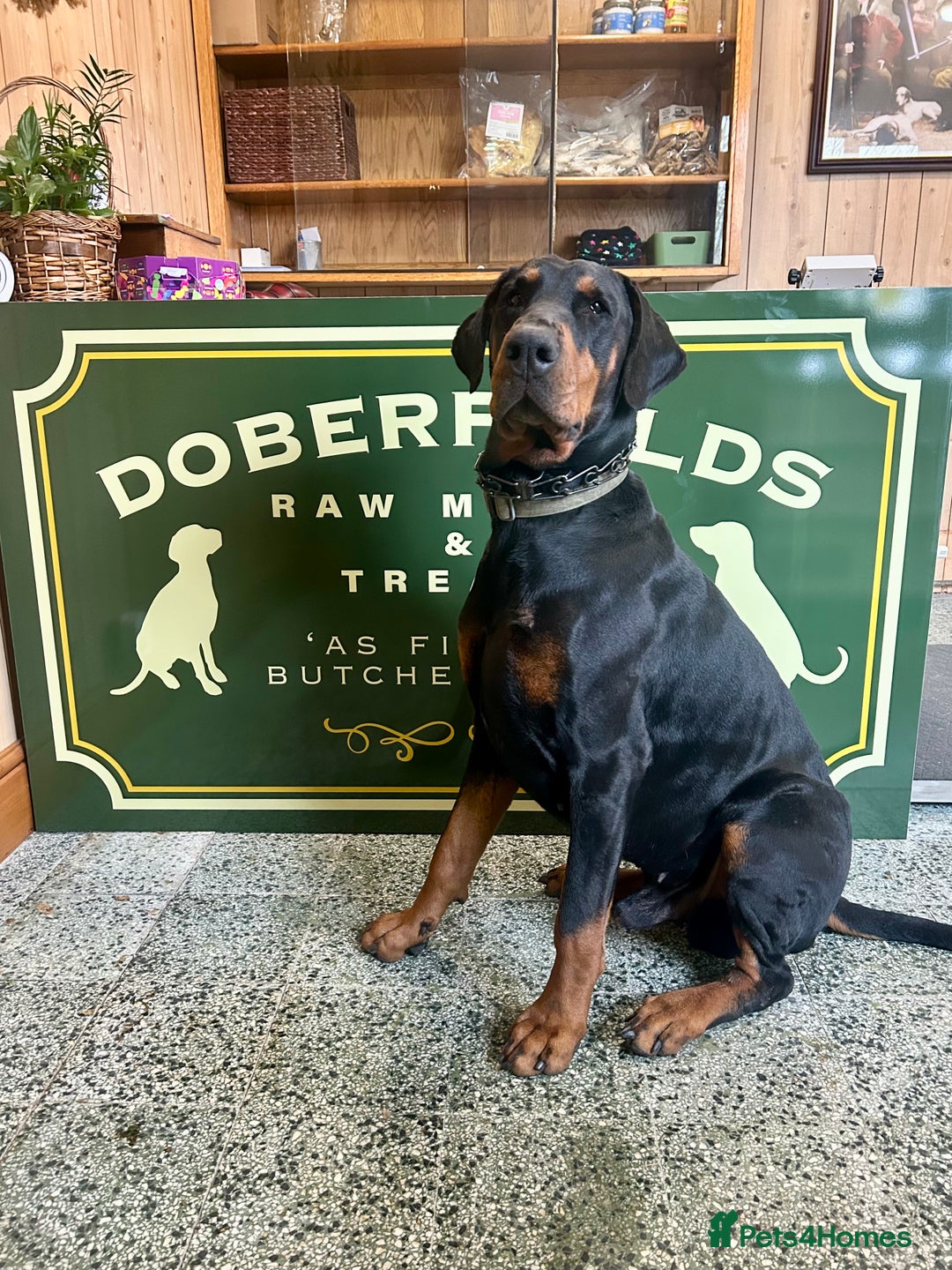Dobermann dogs for sale: Dobermann puppies Champion bloodline, kc reg - Image 3
