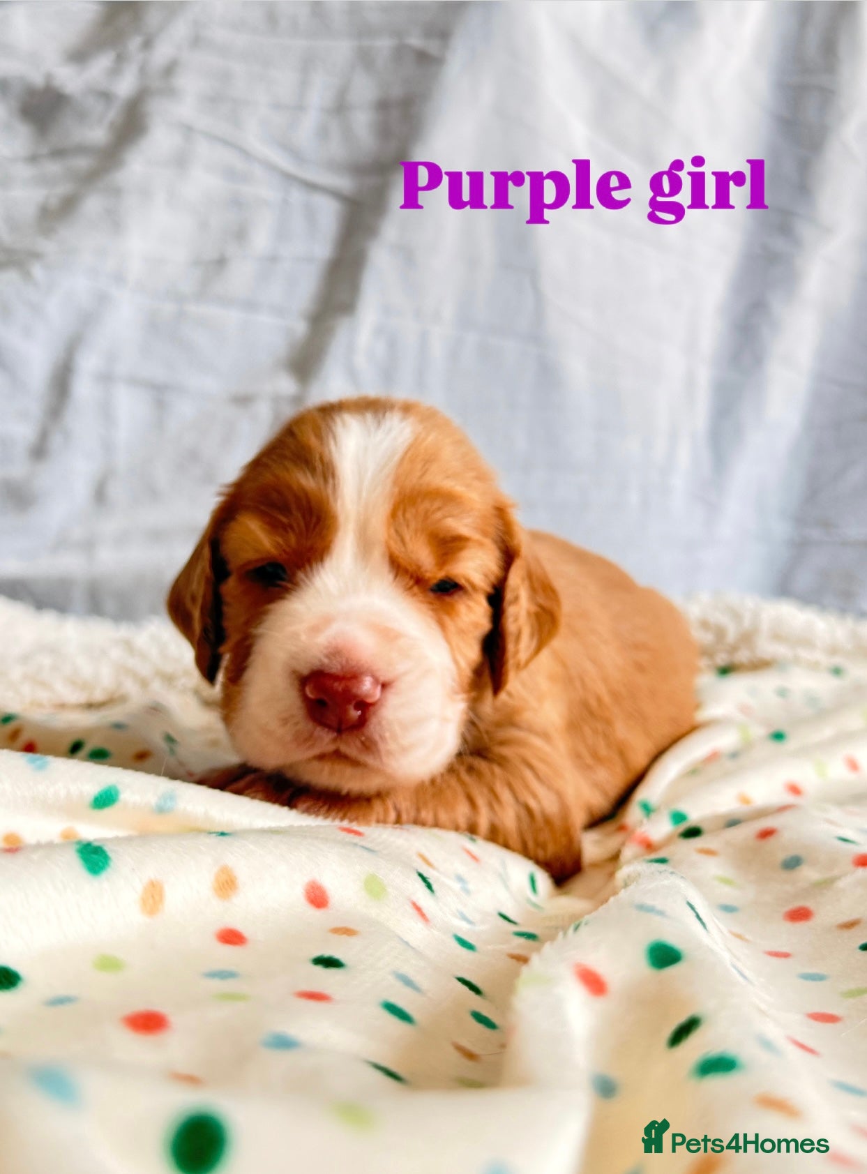 Cocker Spaniel dogs 6 beautiful working cocker spaniel puppies  - Advert 1