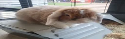 Mini Lop rabbits for sale: Rabbit to be rehomed in Warwick - Advert 3