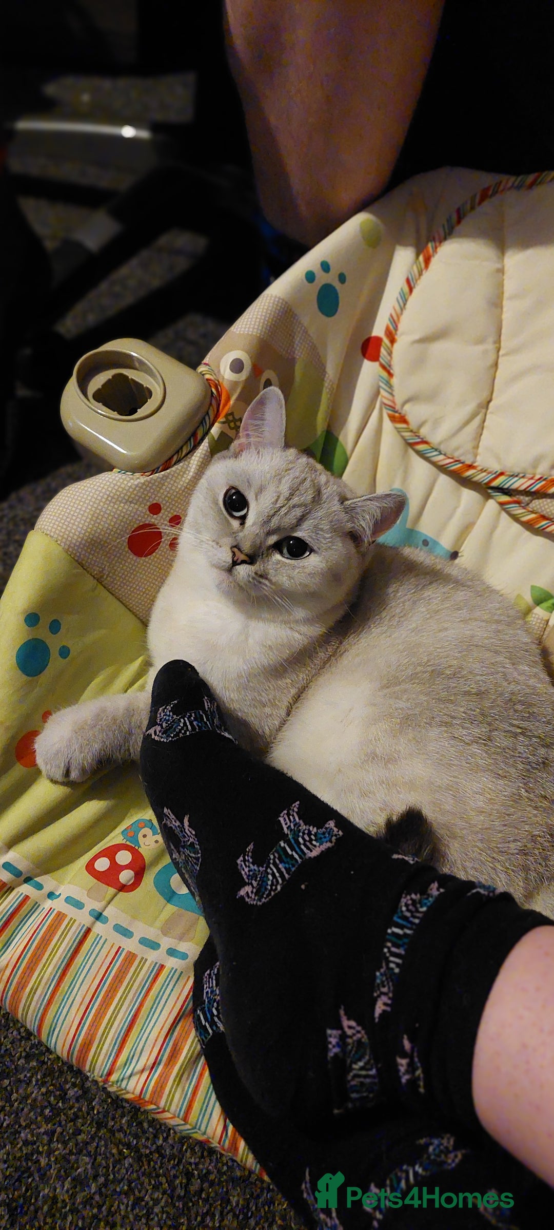British Shorthair cats for sale: 2year Old chinchilla BS girl - Advert 1